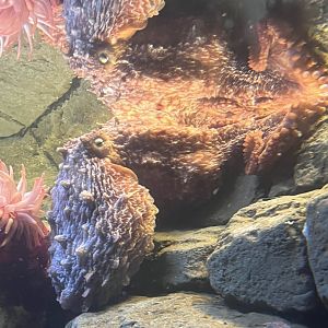 Giant Pacific octopus