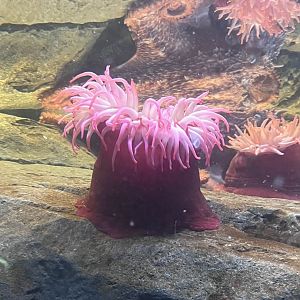 Fish-eating anemone(?)