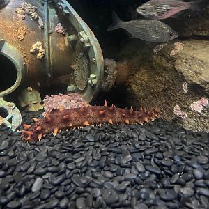 Giant California sea cucumber/Shiner surfperches