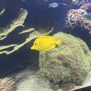 Yellow tang