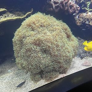 Frogspawn coral
