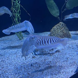 Common cuttlefish