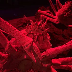 Japanese spider crab