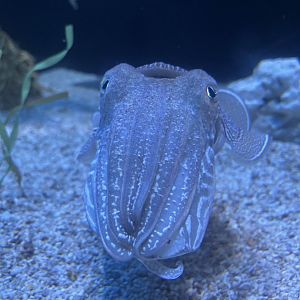 Common cuttlefish face-on