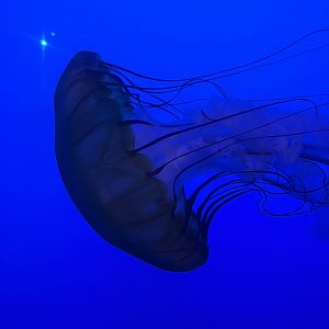Pacific sea nettle