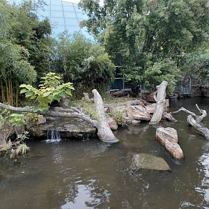 Giant otter outdoor exhibit