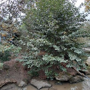 Giant otter outdoor exhibit