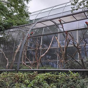 Scarlet macaw aviary