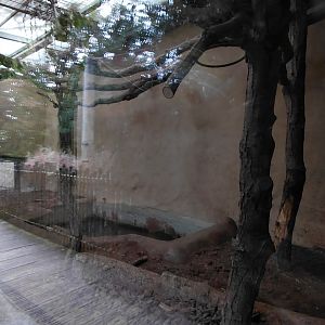Giant anteater indoor exhibit