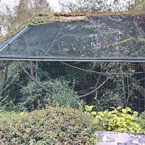 Pied tamarin outdoor exhibit