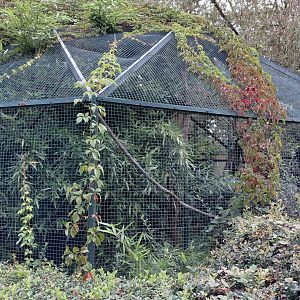 Pied tamarin outdoor exhibit