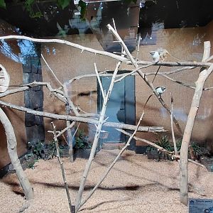 Pied tamarin indoor exhibit