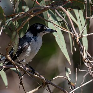 Grey Butcherbird