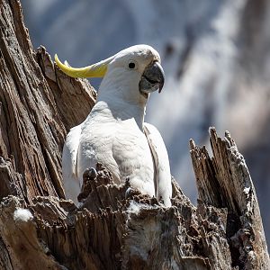 Sulphur-crested Cockatoo