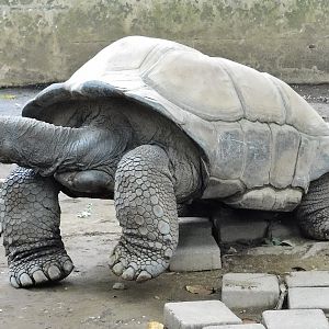 Aldabra Giant Tortoise (Aldabrachelys gigantea) - Yumemigasaki Zoological Park October 12, 2025