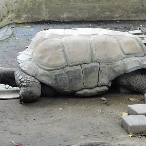 Aldabra Giant Tortoise (Aldabrachelys gigantea) - Yumemigasaki Zoological Park October 12, 2025