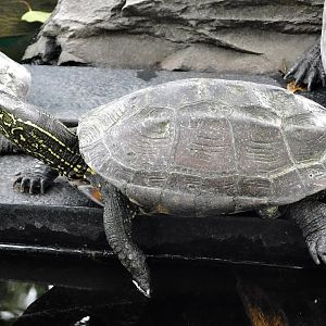 Chinese Pond Turtle (Mauremys reevesii) - Yumemigasaki Zoological Park October 12, 2025