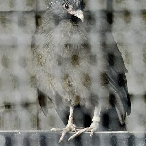 Chaco Chachalaca (Ortalis canicollis) - Yumemigasaki Zoological Park October 12, 2025