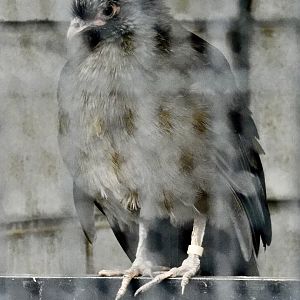 Chaco Chachalaca (Ortalis canicollis) - Yumemigasaki Zoological Park October 12, 2025