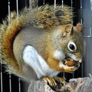 American Red Squirrel (Tamiasciurus hudsonicus) - Yumemigasaki Zoological Park October 12, 2025
