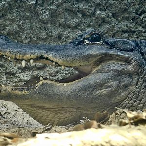 American Alligator (Alligator mississippiensis) August 8, 2025