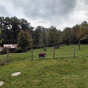 Tapir + mara exhibit