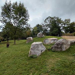 Tapir + mara exhibit