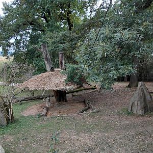 Tapir + mara exhibit