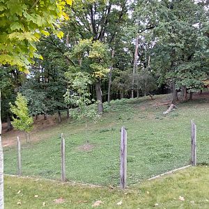Tapir + mara exhibit
