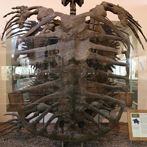 Archelon ischyros, Holotype (YPM 3000)