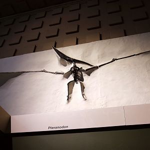 Pteranodon longiceps