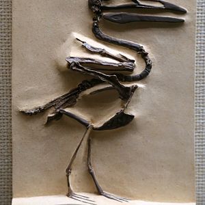 Ichthyornis dispar, Cast