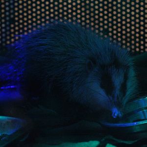 Malayan moonrat (Echinosorex gymnura gymnura) eating