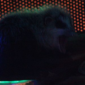 Malayan moonrat (Echinosorex gymnura gymnura) yawning