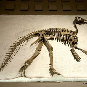 Claosaurus agilis, Holotype (YPM 1190)