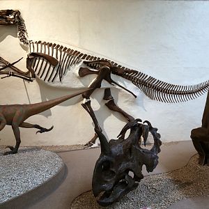 Edmontosaurus annectens, Paratype (YPM 2182)