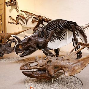 Centrosaurus and Chasmosaurus Skull