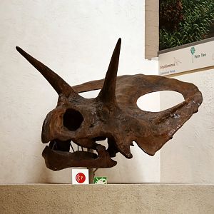 Torosaurus latus Skull, Holotype (YPM 1830)