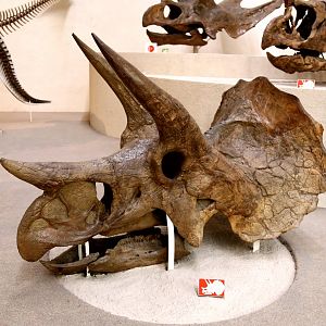 Triceratops prorsus Skull, Holotype (YPM 1822)