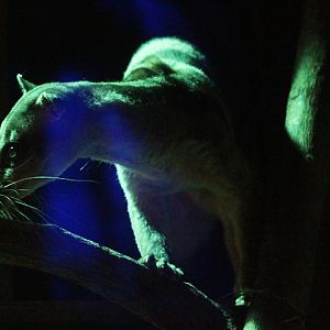 Banded palm civet (Hemigalus derbyanus derbyanus) waking up