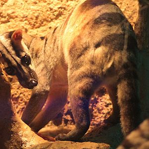 Banded palm civet (Hemigalus derbyanus derbyanus) eating pieces of chicken