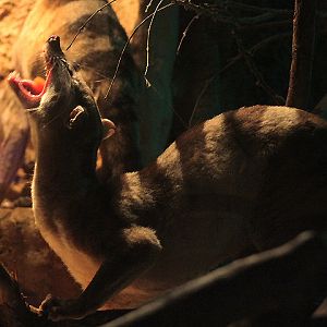 Banded palm civet (Hemigalus derbyanus derbyanus) eating an papaya slice