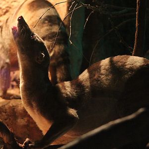 Banded palm civet (Hemigalus derbyanus derbyanus) swallowing an papaya slice