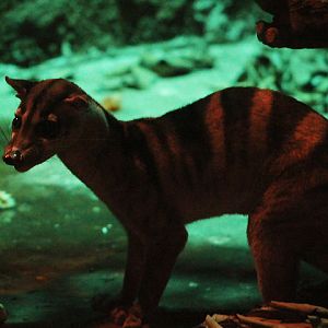 Banded palm civet (Hemigalus derbyanus derbyanus) on the ground