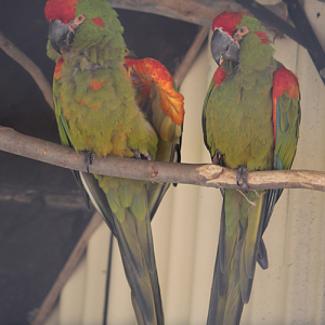 Red-fronted Macaws