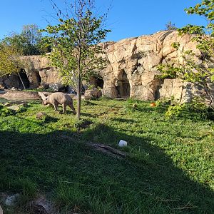 Oct. 2025 - Elephant Trek - Newly Arrived Babirusa (Small-clawed Otter Exhibit)