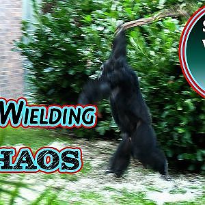 Chaos Erupts When Chimpanzee Carlos Wields a Log