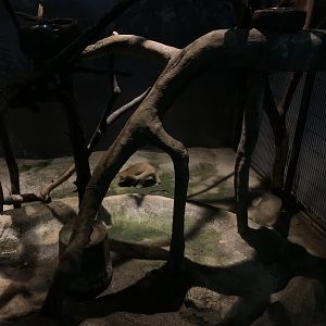 Greater Slow Loris Enclosure