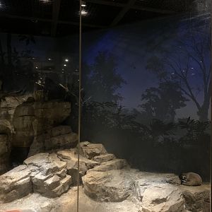 Masked Palm Civet Enclosure