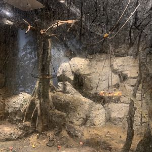 Leschenault’s Rousette Exhibit